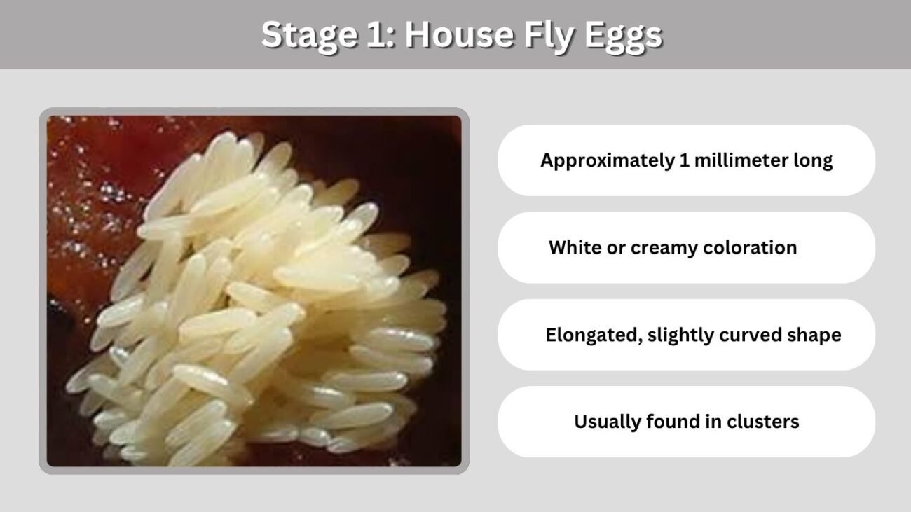 Stage 1: House Fly Eggs