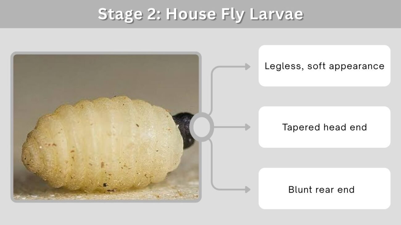 Stage 2: House Fly Larvae