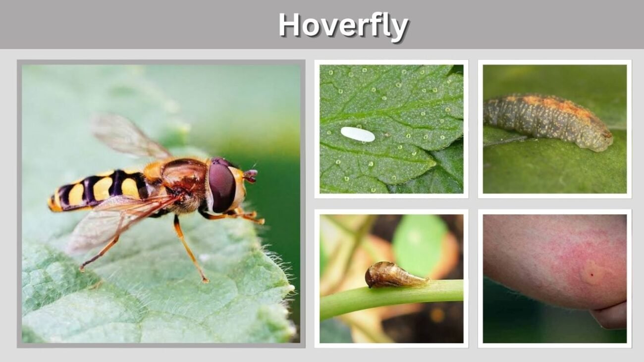 Hoverfly: Identification, Life Cycle, Sting, Diet & Facts