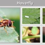 Hoverfly: Identification, Life Cycle, Sting, Diet & Facts