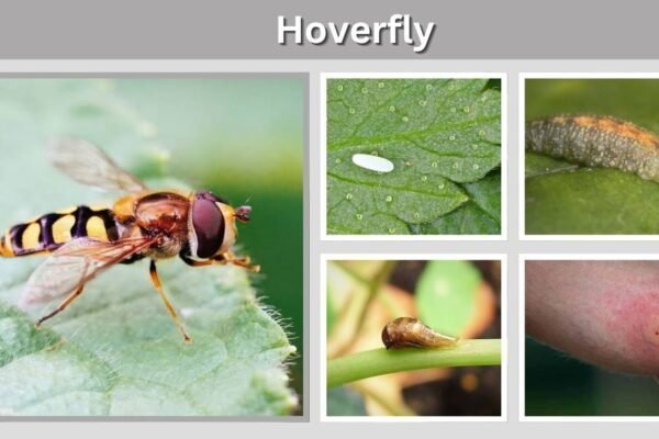 Hoverfly: Identification, Life Cycle, Sting, Diet & Facts