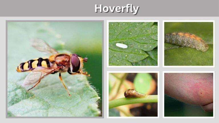 Hoverfly: Identification, Life Cycle, Sting, Diet & Facts