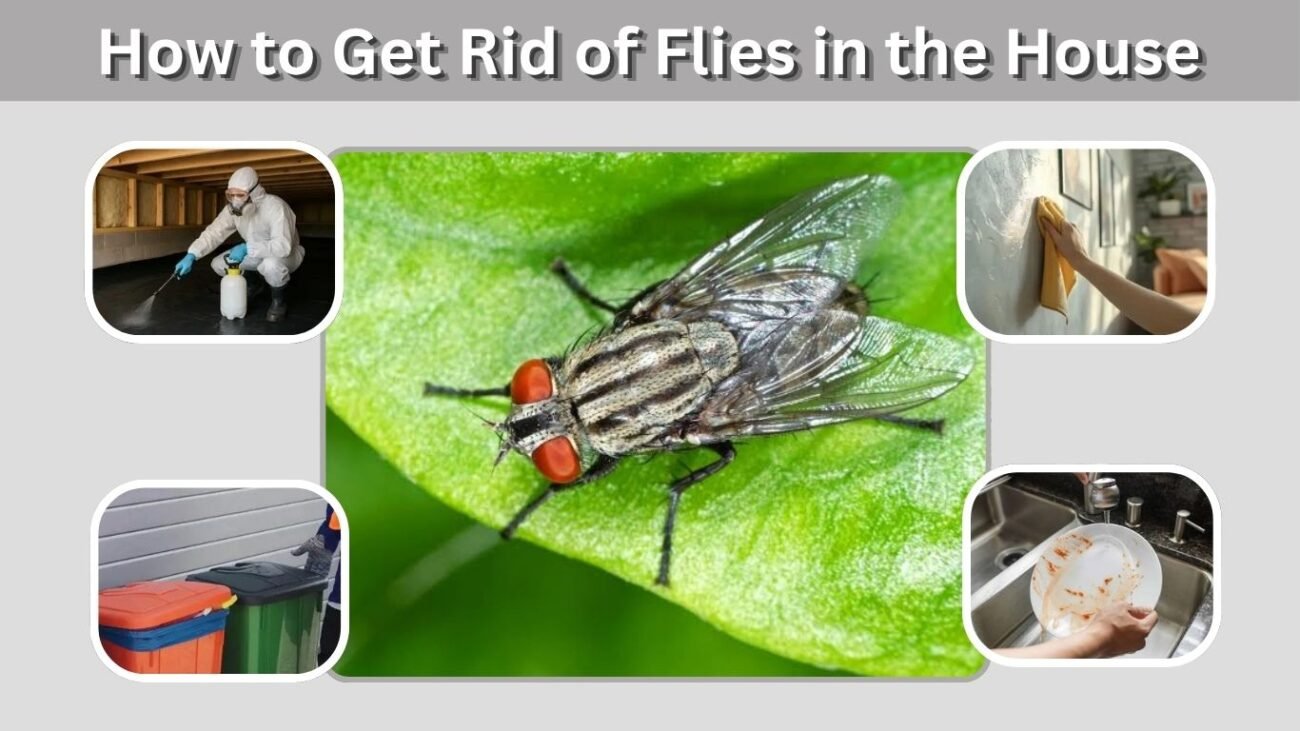 How to Get Rid of Flies in the House Fast and Naturally