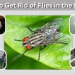 How to Get Rid of Flies in the House Fast and Naturally