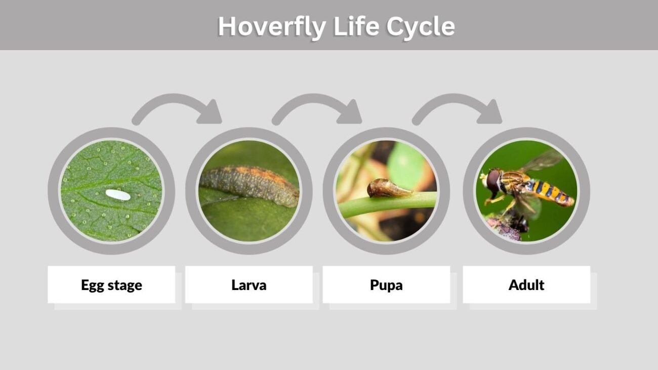Hoverfly Life Cycle