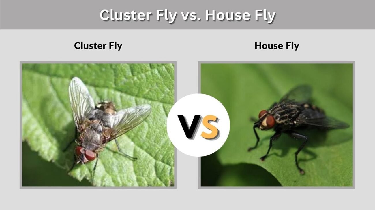 Cluster Fly vs. House Fly: How to Tell Them Apart