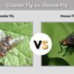 Cluster Fly vs. House Fly: How to Tell Them Apart