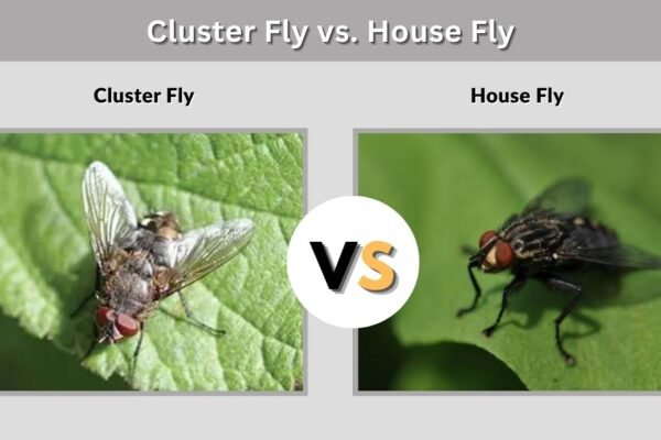Cluster Fly vs. House Fly: How to Tell Them Apart