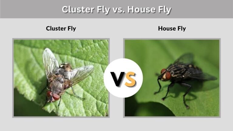 Cluster Fly vs. House Fly: How to Tell Them Apart