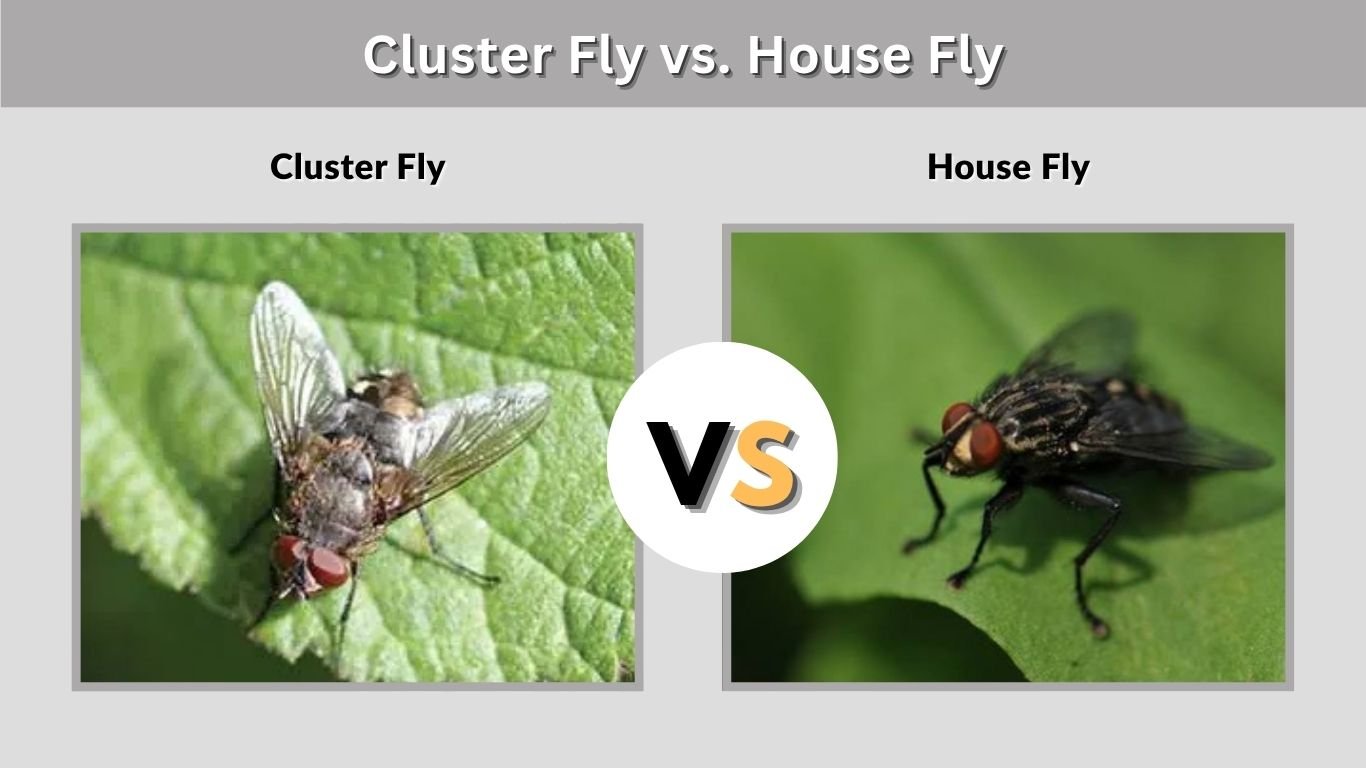 Cluster Fly vs. House Fly: How to Tell Them Apart