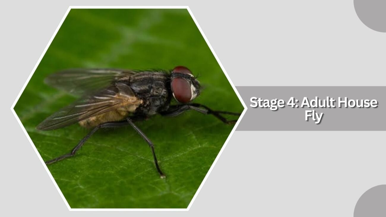 Stage 4: Adult House Fly