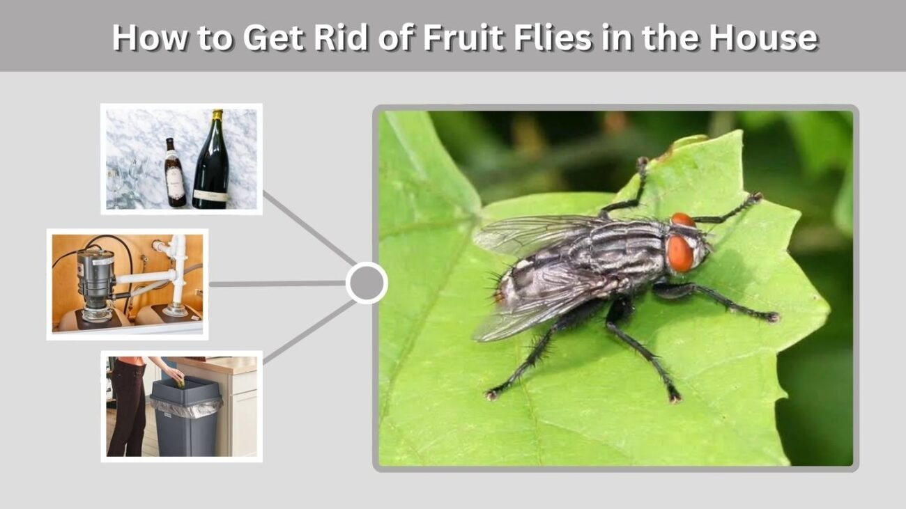 How to Get Rid of Fruit Flies in the House