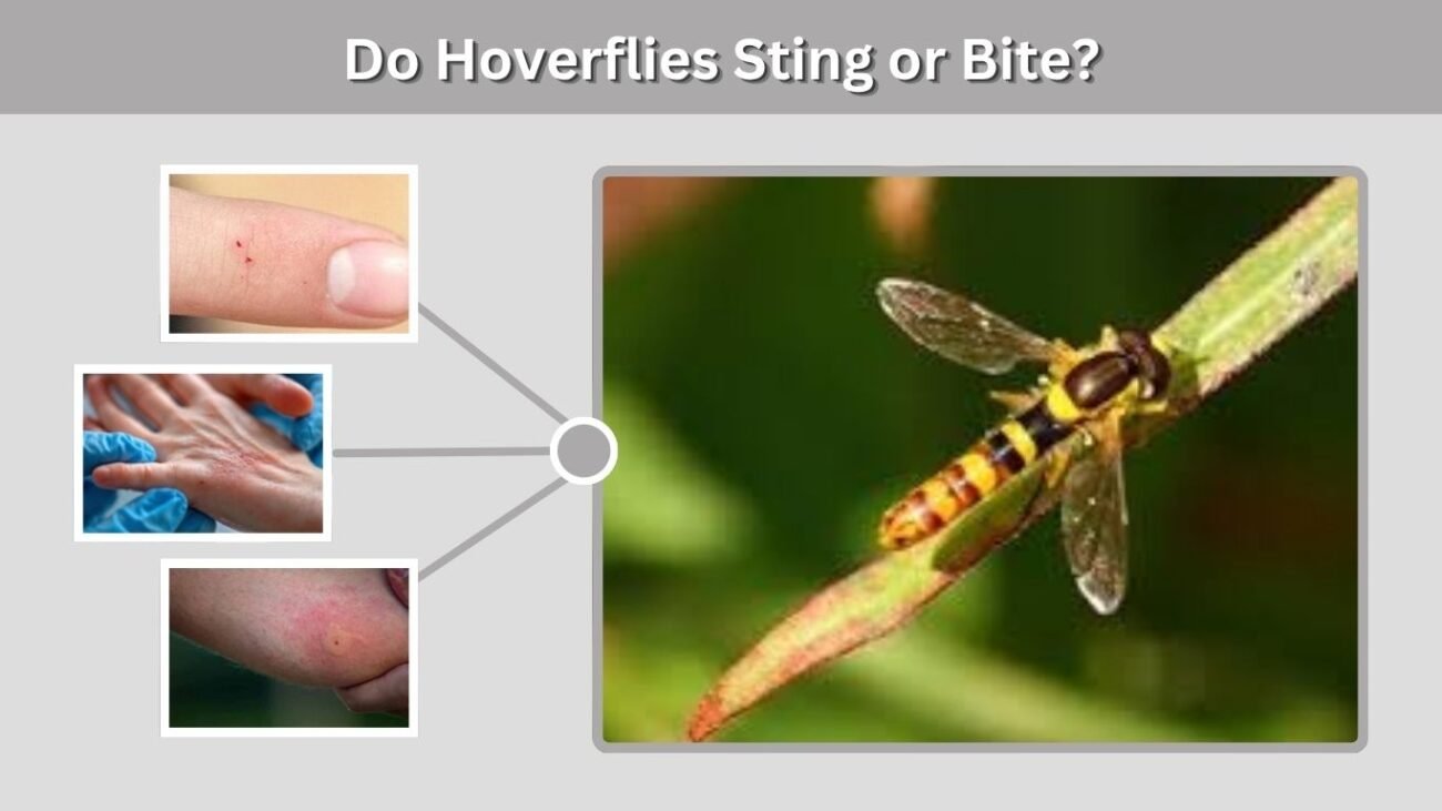 Do Hoverflies Sting or Bite?