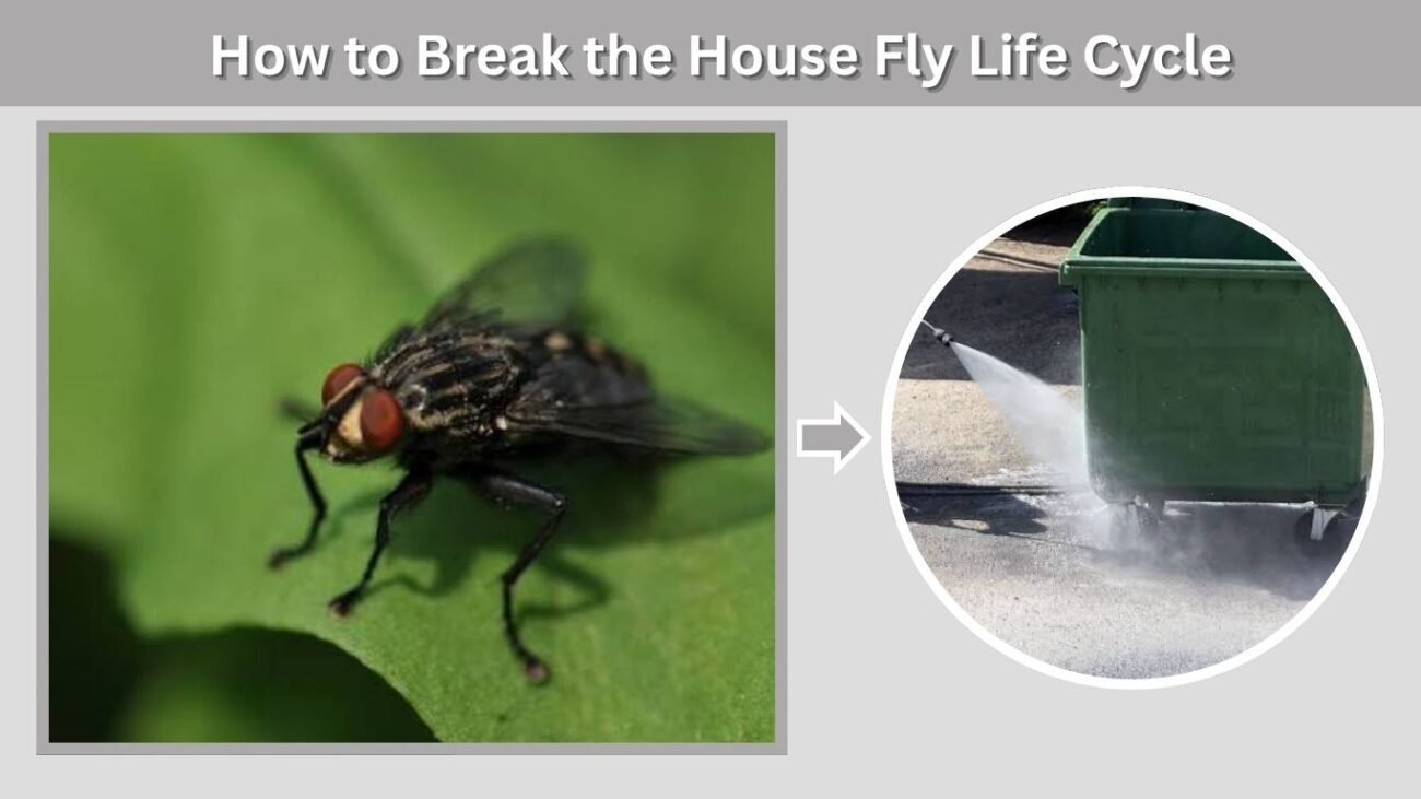 How to Break the House Fly Life Cycle