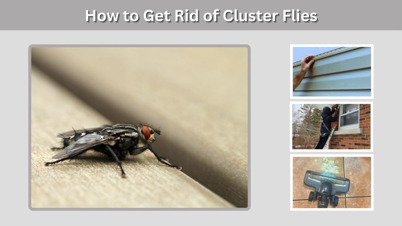 How to Get Rid of Cluster Flies
