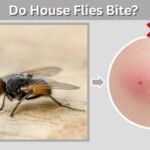Do House Flies Bite? Facts, Lookalikes, and Bite Treatment