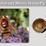 Hornet Mimic Hoverfly: Size, Sting, Habitat & ID Guide