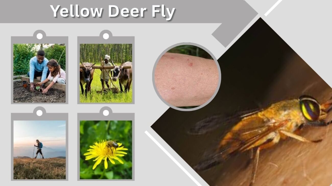 Yellow Deer Fly: Bite, Identification, Control and Facts