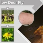 Yellow Deer Fly: Bite, Identification, Control and Facts