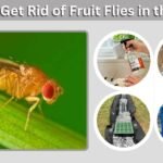 How to Get Rid of Fruit Flies in the House Fast