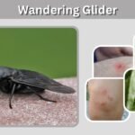 Black Horsefly: Identification, Size, Bite, and Facts