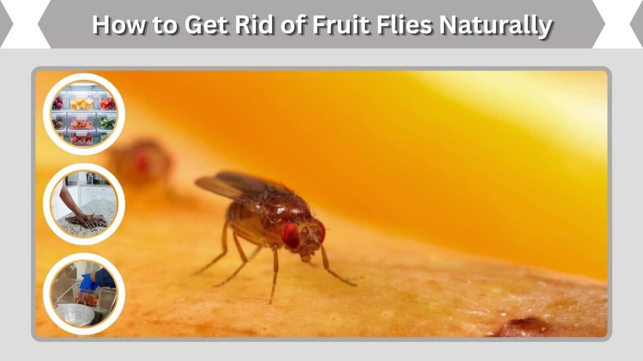 How to Get Rid of Fruit Flies Naturally