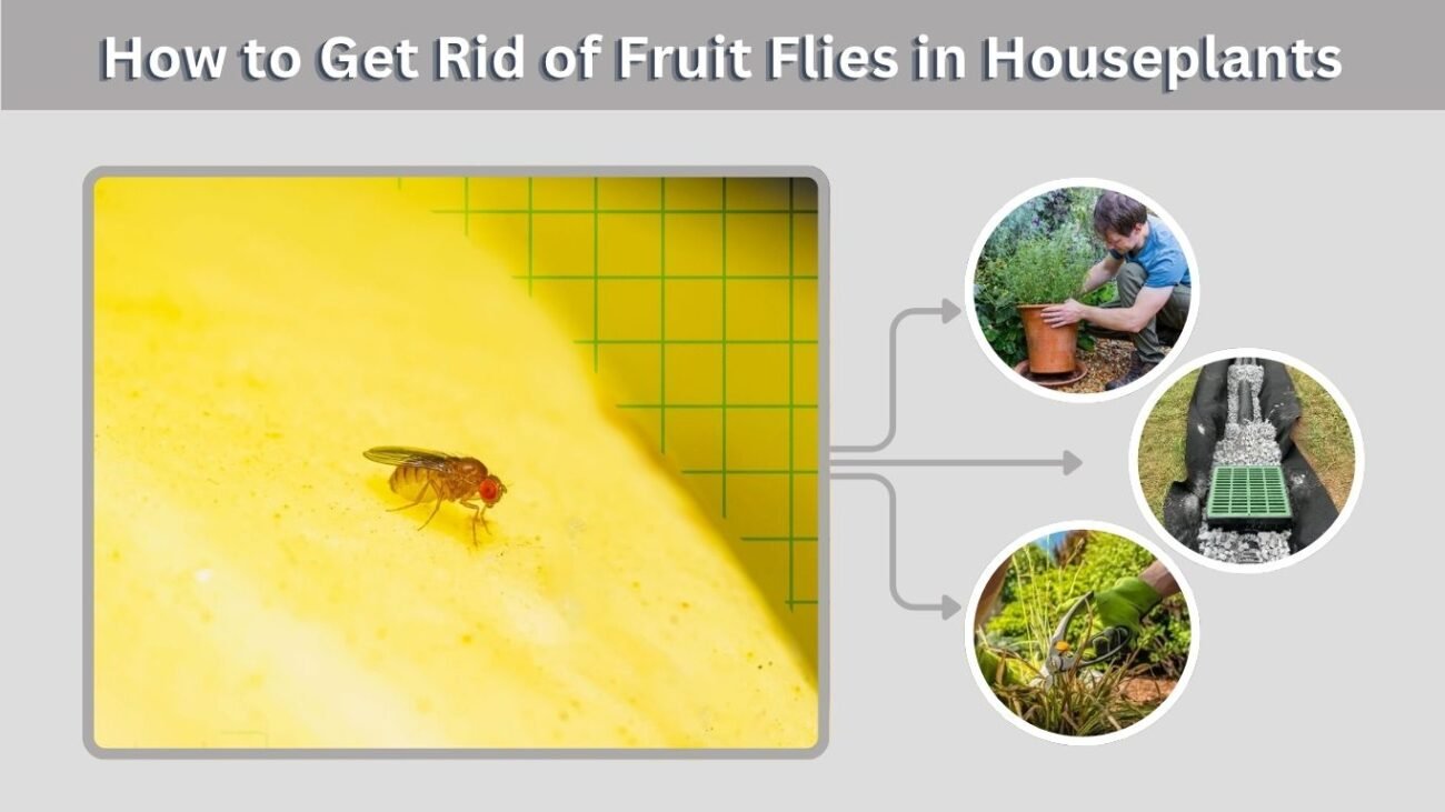 How to Get Rid of Fruit Flies in Houseplants