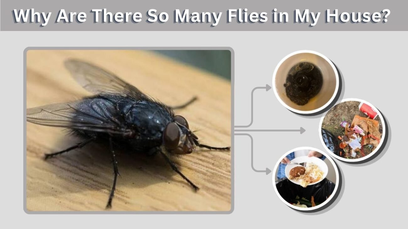 Why Are There So Many Flies in My House? Causes and Fixes
