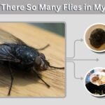Why Are There So Many Flies in My House? Causes and Fixes