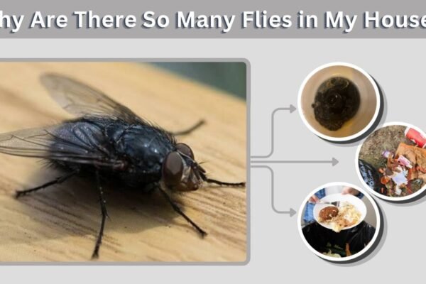 Why Are There So Many Flies in My House? Causes and Fixes