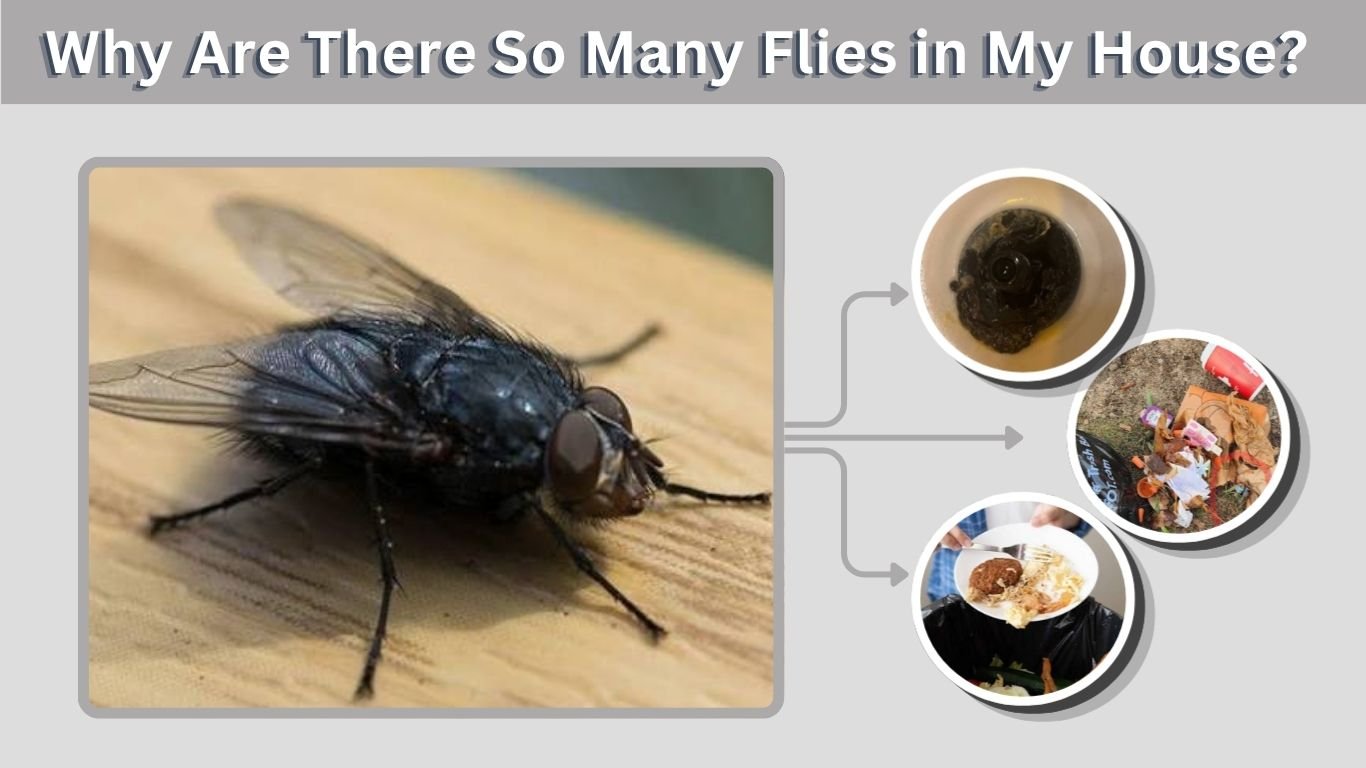 Why Are There So Many Flies in My House? Causes and Fixes