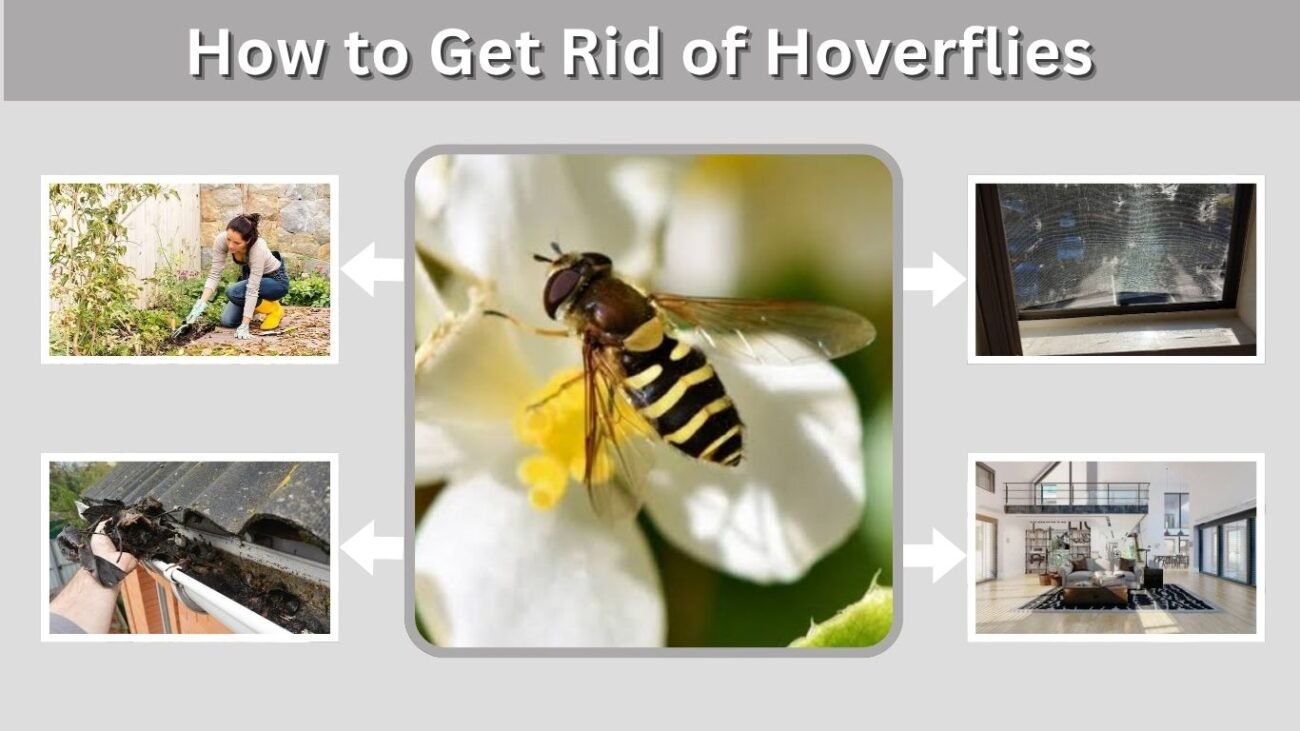 How to Get Rid of Hoverflies: 8 Safe and Easy Methods