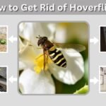 How to Get Rid of Hoverflies: 8 Safe and Easy Methods