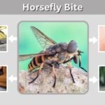 Horsefly Bite: Symptoms, Treatment, and Swelling Relief