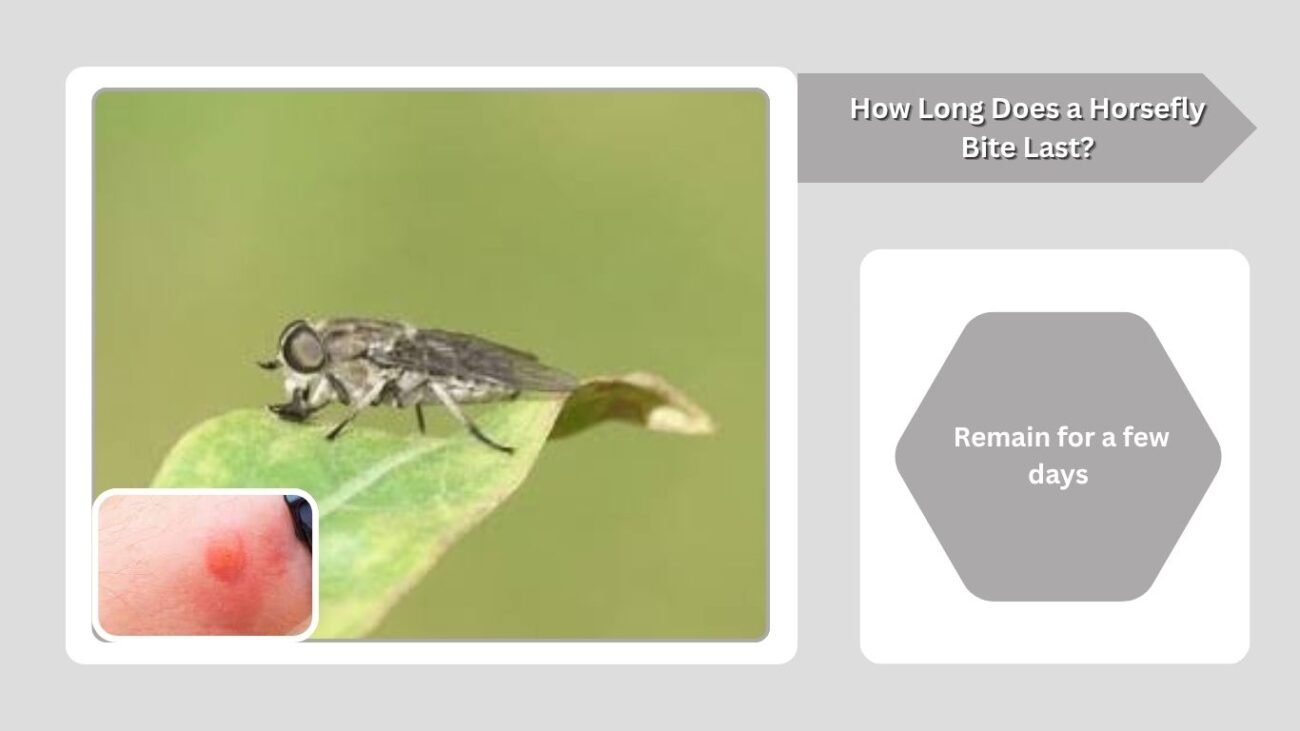 How Long Does a Horsefly Bite Last?