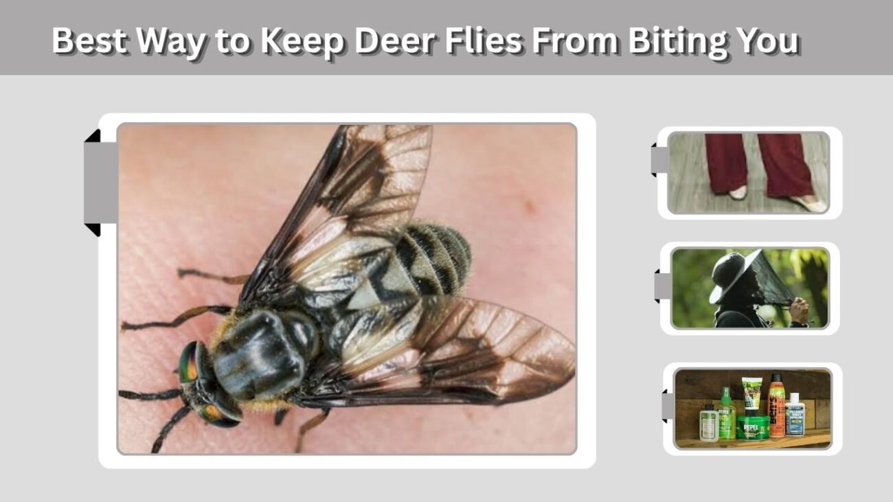 Best Way to Keep Deer Flies From Biting You
