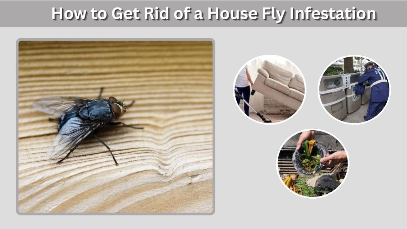 How to Get Rid of a House Fly Infestation